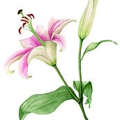My project in Botanical Illustration with Watercolors course. Botanical Illustration, Naturalistic Illustration, and Watercolor Painting project by Lea Morgan - 02.26.2021