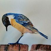 Mein Kursprojekt: Illustriere Vögel mit expressiven Aquarelltechniken. Watercolor Painting project by Horst Drescher - 02.25.2021