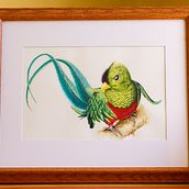Quetzal, ave nacional de Guatemala.. Een project van Aquarelschilderen van isaac_ibanez - 26.02.2021