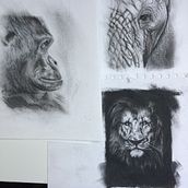 3 animal charcoal drawings. Un progetto di Disegno di jaynek_wilson - 27.02.2021