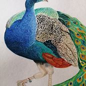 Mi Proyecto del curso: Ilustración naturalista de aves con acuarela. Drawing project by Doralín Monroy Lucas - 02.27.2021