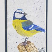 Eurasian blue tit - Watercolor Birds. Un progetto di Pittura ad acquerello di Tiffani Sahara - 30.12.2020