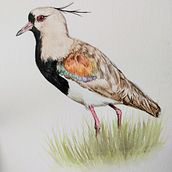 Meu projeto do curso: Ilustração naturalista de aves com aquarela. Artes plásticas projeto de Sandra Dos Santos Rodrigues - 01.03.2021