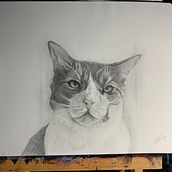 Mi gato Mickey. Realistic Drawing project by alextoirac - 03.02.2021