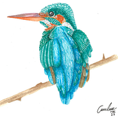 Ilustración naturalista de aves con acuarela. Naturalistic Illustration project by Andrea Bustos León - 03.02.2021