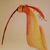 Mi Proyecto del curso: Acuarela botánica: ilustra la anatomía de las flores. Un proyecto de Pintura a la acuarela de Patricia Brandi - 03.03.2021