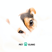 Pet Clinic. Design, Mobile Design, and UX / UI project by Jimena Daiana Nieto - 03.03.2021