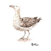 Meu projeto para Ilustração naturalista de aves com aquarela: Petrel-gigante-do-sul. Ilustração tradicional, Pintura em aquarela, Desenho realista e Ilustração naturalista projeto de victoriafinger - 03.03.2021