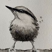 Watercolor Tonal Value Bird. Een project van Aquarelschilderen van Corina Calabrese - 04.03.2021