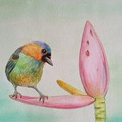 Meu projeto do curso: Técnicas expressivas de aquarela para ilustração de pássaros. Watercolor Painting project by Eliane Guimarães do Carmo - 03.04.2021