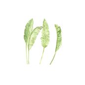 My project in Botanical Illustration with Watercolors course- Banana leaves and pattern. Projekt z dziedziny R i sunek botaniczn użytkownika Elena Mileva- Krasteva - 06.03.2021