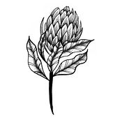 Meu projeto do curso: Desenho de tatuagem blackwork. Botanical Illustration project by Carol Schumann - 03.05.2021