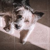 Mi Proyecto del curso: Fotografía lifestyle de perros. Photograph, Mobile Photograph, and Portrait Photograph project by Raquel Cascales Dorta - 03.07.2021