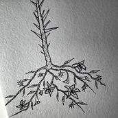 FLOWERS AND THORNS. Sketching, Pencil Drawing, Drawing, and Sketchbook project by Lav Trif - 03.08.2021