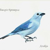 Aves de Colombia. Fine Arts, Artistic Drawing, Realistic Drawing, Traditional illustration, Botanical Illustration, and Naturalistic Illustration project by dianahb - 03.08.2021