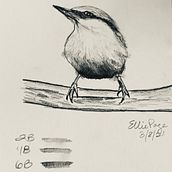 pencil bird Ein Projekt aus dem Bereich Aquarellmalerei von Ellie Page - 09.03.2021