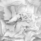 Carnation. Projekt z dziedziny Fotografia użytkownika Irina Dalby - 10.03.2017