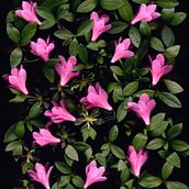 Pink flowers. Projekt z dziedziny Fotografia użytkownika Irina Dalby - 10.03.2017