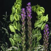 Purple flowers. Projekt z dziedziny Fotografia użytkownika Irina Dalby - 10.03.2017