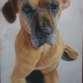 Retrato de mascota. Desenho a lápis, Desenho artístico, e Desenho de retrato projeto de Aldy Gonzalez - 11.03.2021