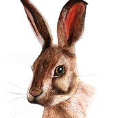 PROJETO 2 - Coelho em aquarela. Un progetto di Disegno realistico e Pittura ad acquerello di Ana Talita - 11.03.2021