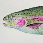 Fish with rainbow color. Een project van Naturalistische illustratie y Aquarelschilderen van masayasu yamamoto - 14.03.2021