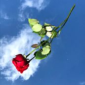 rosa. Un projet de Photographie, Photographie artistique , et Photographie smartphone de Leticia Pereira da Silva - 14.03.2021