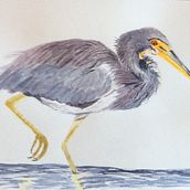 My project in Naturalist Bird Illustration with Watercolors course. Naturalistic Illustration, Painting, and Watercolor Painting project by Carol Gordon - 03.14.2021
