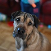 Dogs&Cats Photography Project. Un proyecto de Fotografía de Danka Gajic - 15.03.2021
