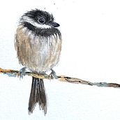 My project in Artistic Watercolor Techniques for Illustrating Birds course. Watercolor Painting, Traditional illustration, Realistic Drawing, and Naturalistic Illustration project by Cathy Mullaly - 03.15.2021