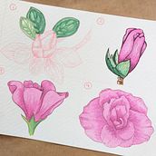 Mi Proyecto del curso: Cuaderno botánico en acuarela. Un projet de Esquisse , Créativité, Dessin, Dessin au cra, on, Dessin artistique, Illustration traditionnelle, Illustration botanique, Peinture , et Aquarelle de Marycarmen Acosta Trillo - 17.03.2021