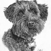 Lola. Drawing, Pencil Drawing, Artistic Drawing, and Realistic Drawing project by Maria Jimena Garcia Varona - 07.09.2020