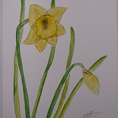My project in Botanical Watercolor: Illustrate the Anatomy of Flowers course. Watercolor Painting project by sarah.addy - 03.17.2021