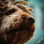 Mi Proyecto del curso: Fotografía lifestyle de perros. Lifest, and le Photograph project by amayans - 03.17.2021