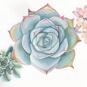  Energía Botánica. Projekt z dziedziny Trad, c, jna ilustracja, R, sunek botaniczn, Ilustracja naturalist i czna użytkownika Katherin Valencia Rosero - 19.03.2021
