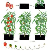 Primary school book about gardening. Botanical Illustration, Children's Illustration, Drawing, Editorial Illustration, and Traditional illustration project by Gemma Plum - 09.01.2019