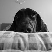 Mi Proyecto del curso: Fotografía lifestyle de perros @rio. Un proyecto de Fotografía de pilarosorio - 18.03.2021