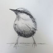Bird - graphite pencil. Pencil Drawing project by Sally Farrington - 03.09.2021