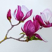 magnolia - watercolor. Watercolor Painting project by Sally Farrington - 03.01.2021