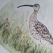 Watercolour Birds. Projekt z dziedziny Malowanie akwarelą użytkownika Paula Vermeulen - 02.03.2021