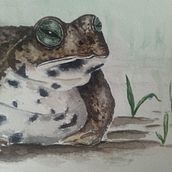Watercolour Animals. Projekt z dziedziny Malowanie akwarelą użytkownika Paula Vermeulen - 10.03.2021