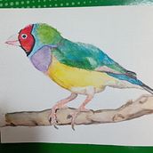 Ilustración de animales en acuarela. DIY, Traditional illustration, Naturalistic Illustration, and Watercolor Painting project by Andrea Salas Contreras - 03.18.2021