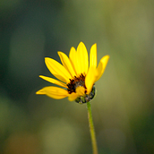 Daisy. Digital Photograph project by Nicole Roth - 03.18.2021