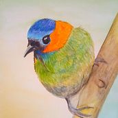 Meu projeto do curso: Ilustração naturalista de aves com aquarela. Fine Arts project by Eliane Guimarães do Carmo - 03.18.2021