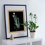 Scientific illustration. Botanical Illustration project by Dominika Uhrincová - 09.12.2020