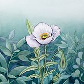 My project in Negative Watercolor Painting for Botanical Illustration course. Watercolor Painting project by ellestaples - 03.19.2021