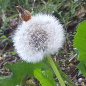 meraviglia della natura!!!. Creativit project by Lilly Masi - 08.20.2018