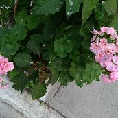 Tradicional.. Un proyecto de Manga de Naomi Seelbach - 21.03.2021