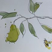 A world of pears. Projekt z dziedziny  R, sunek art, st, czn, R, sunek botaniczn, Trad, c, jna ilustracja, Ilustracja naturalist, czna i Malowanie akwarelą użytkownika Lindsay Redinger - 23.03.2021