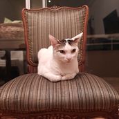 Retapizar una silla. Un proyecto de Decoración de interiores de Lei Kiva - 25.03.2021